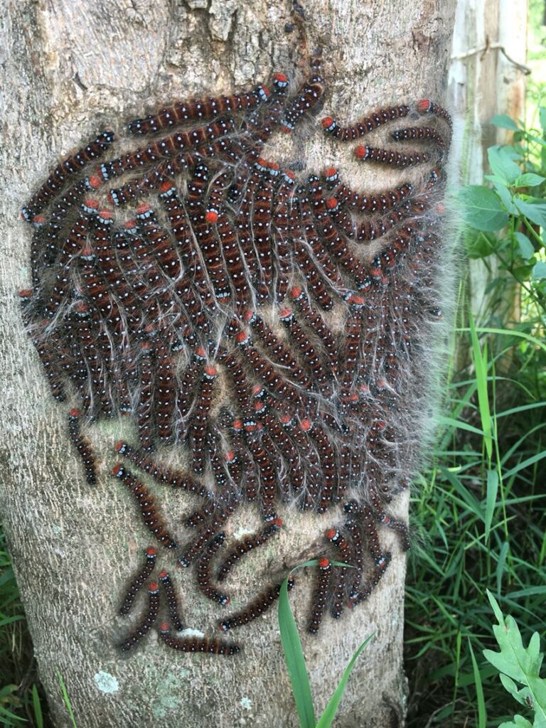 chenille