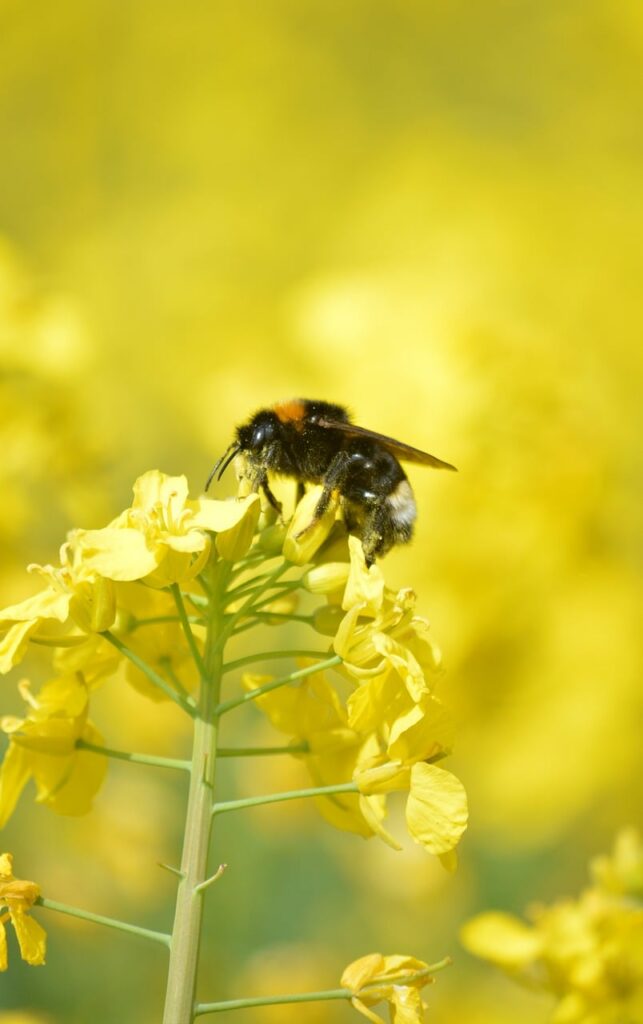 reps, rapeseed field, insect, rapeseed, nature, pollination, lewat, rapeseed blossom, nature wallpaper