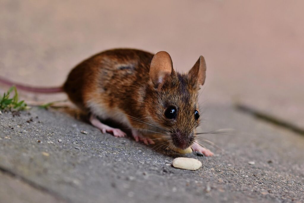 house mouse, mouse, long-tailed mouse, rodent, button eyes, small, curiosity, creature, animal, nature, cute