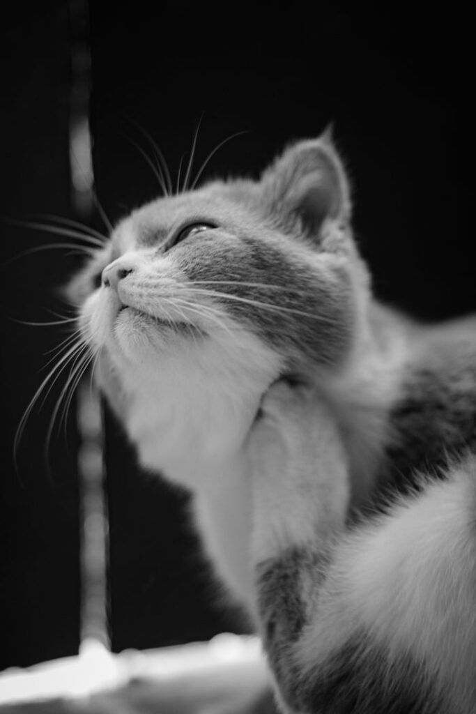 Monochromatic close-up of a domestic cat scratching, highlighting its serene expression.