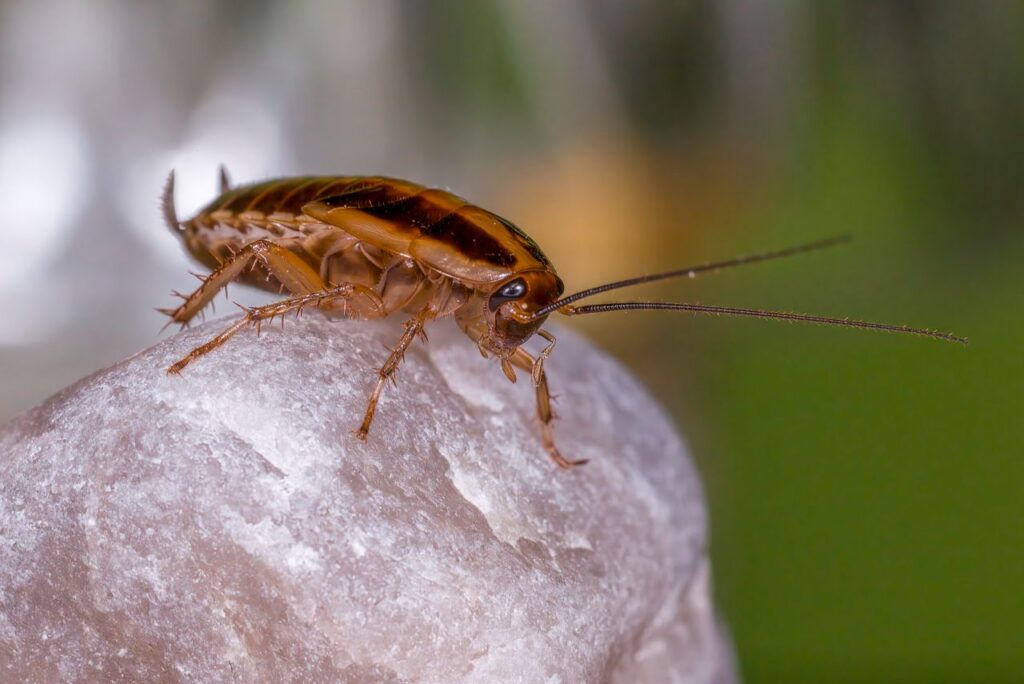 Detailed macro shot of a German cockroach on a rock, showing antennae and features.