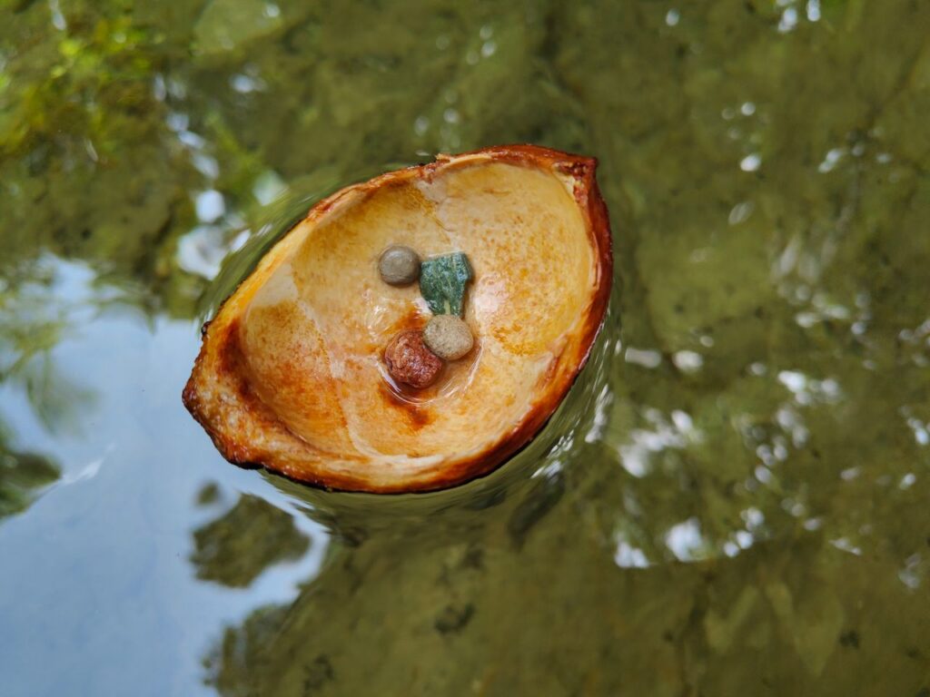 Close-up of a coconut shell floating on water with colorful stones inside, creating a natural scene.