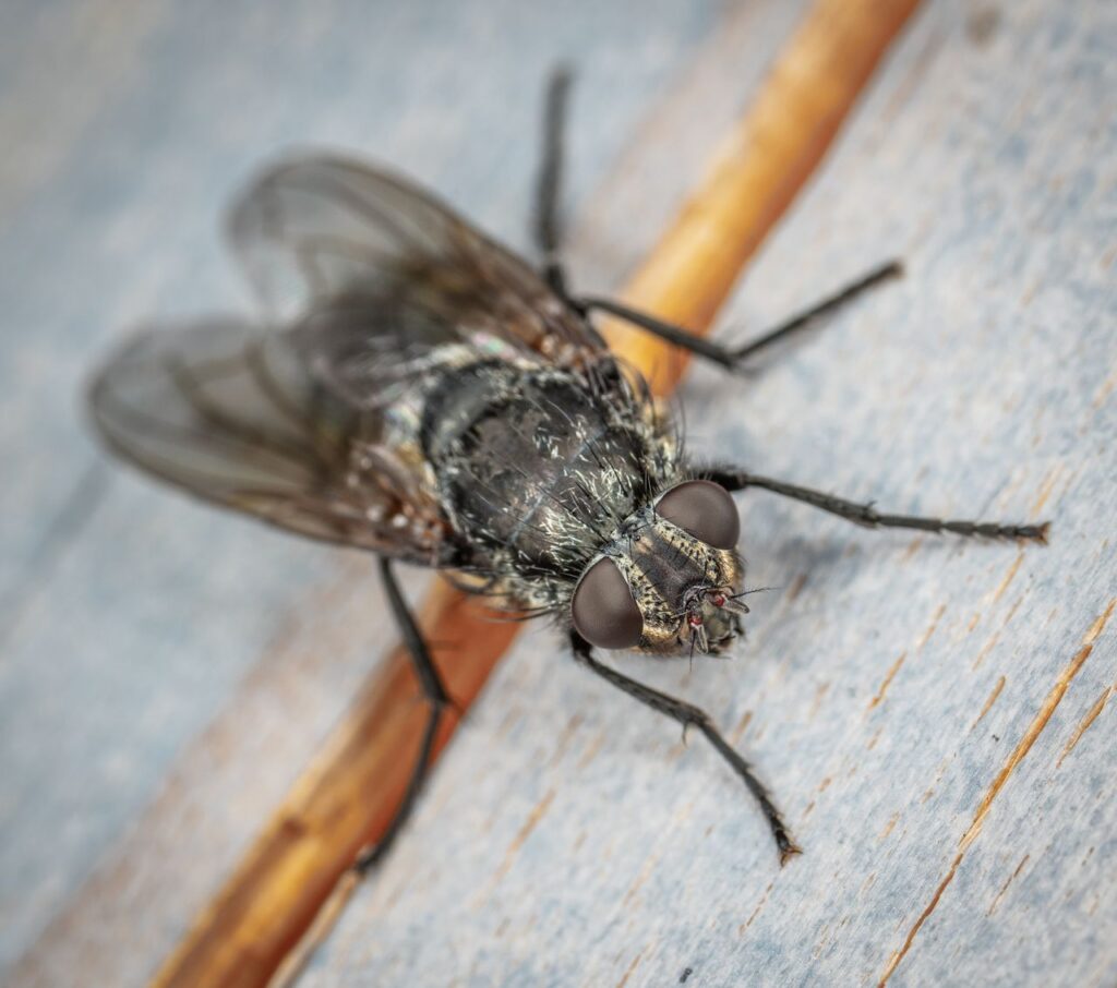Close-up of Pollenia rudis, also known as the cluster fly, on a wooden surface with detailed textures.