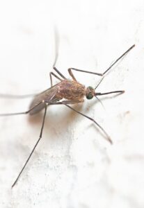 mosquito, insect, fly, blood-eating, bug, gnat, animal, pest, nature, parasite, tropical, small, macro, mosquito, mosquito, mosquito, mosquito, mosquito, gnat