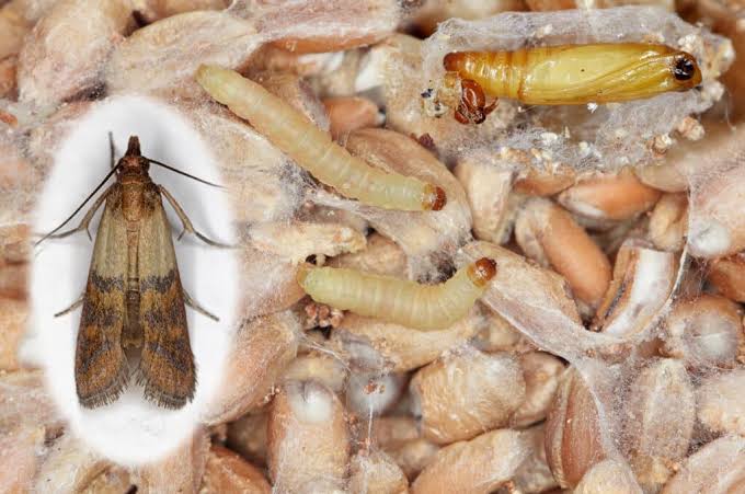 mites