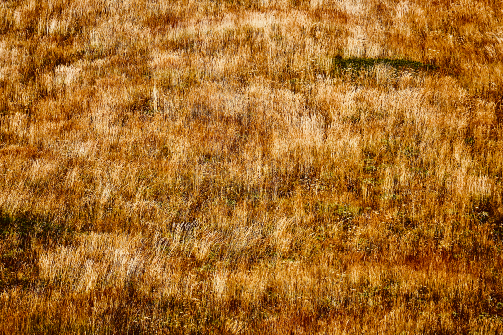 A sunlit field of dry golden grass, depicting rural landscape in late summer.