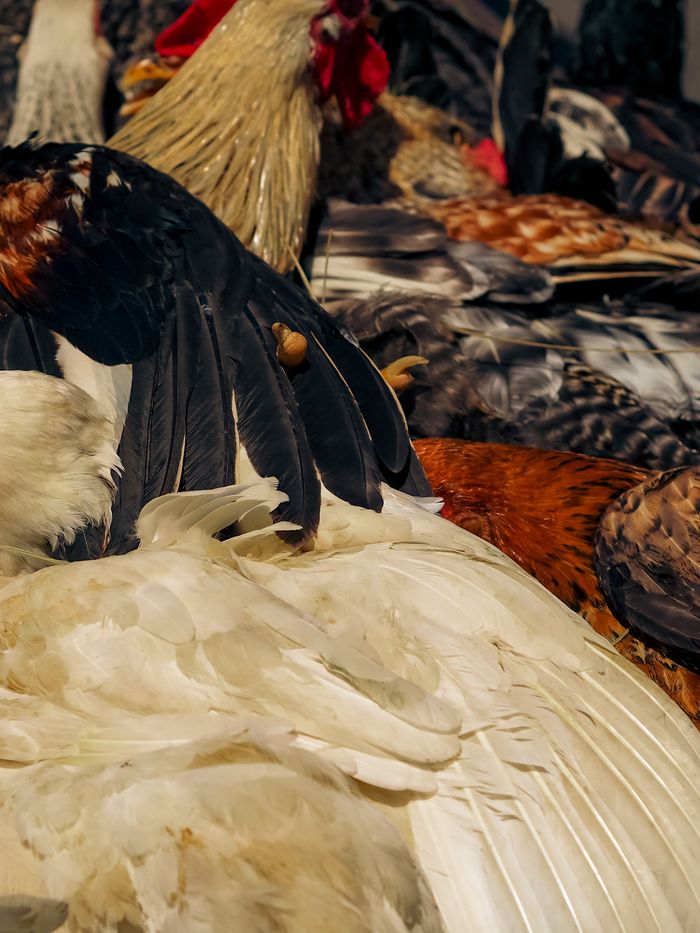 pexels-photo-16248502-16248502 Detailed view of rooster feathers showcasing vibrant natural patterns in Salvador, Brazil.