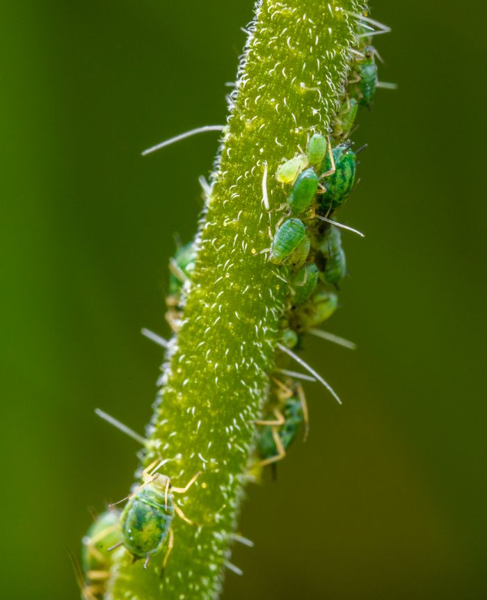 Detailed macro shot of green aphids clustered on a textured plant stem.