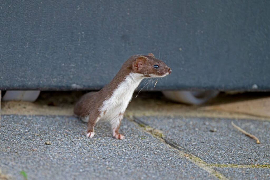pexels-photo-27020993-27020993 A stoat peeking out from beneath a structure on a paved outdoor area.