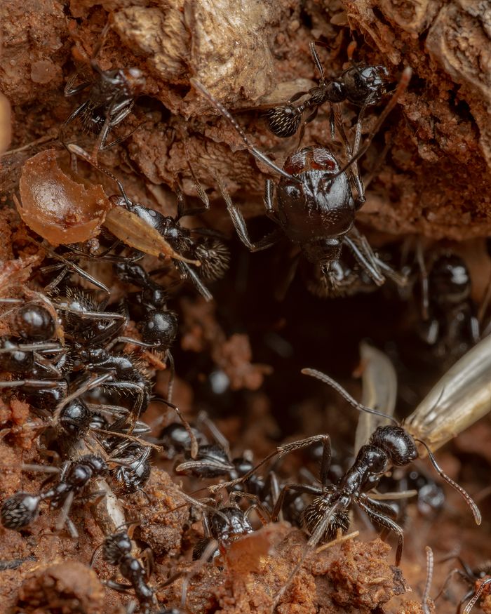 Detailed macro shot of black ants in natural habitat, showcasing their interaction and environment in Picassent, Spain.