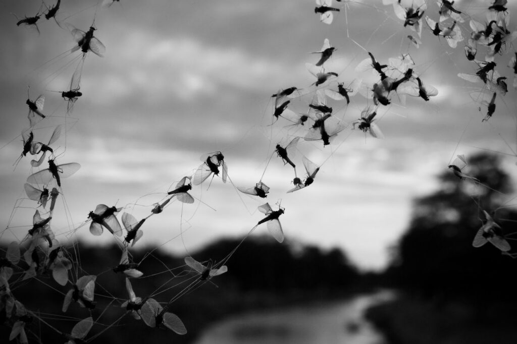 Monochrome image of insects trapped on a spider web against a blurred natural background.